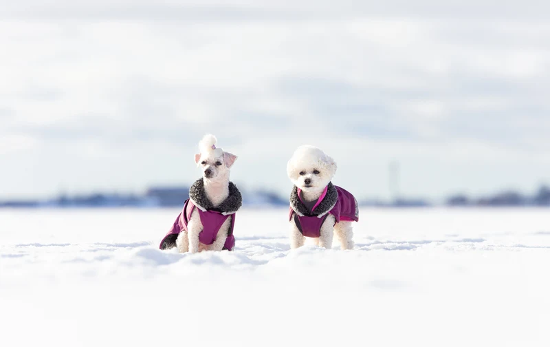 Pomppa Perus manteau imperméable pour chien Plum