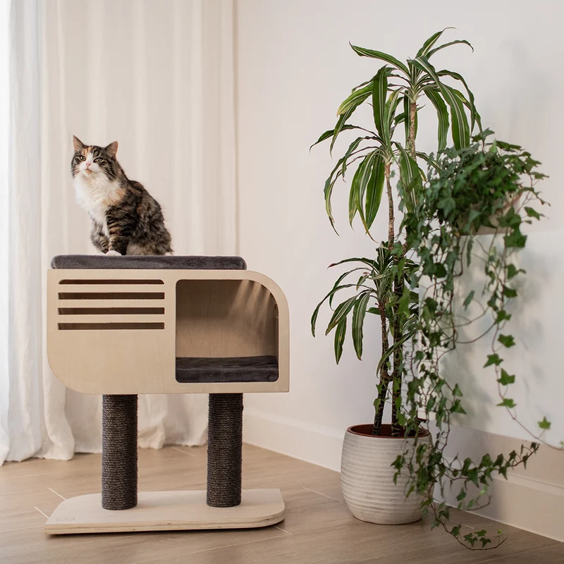 Arbre à chat Atlas