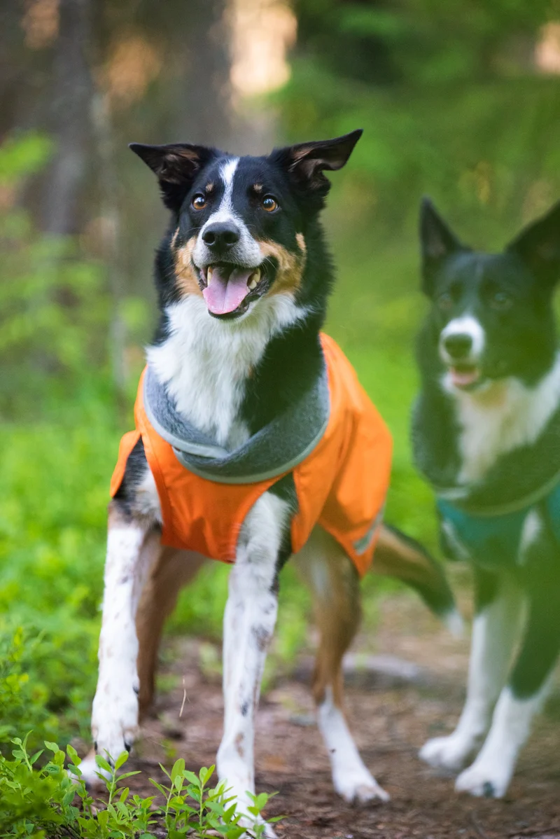 Pomppa Kevyt manteau imperméable pour chien Orange