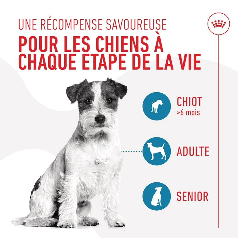 Royal Canin Training Treats chien