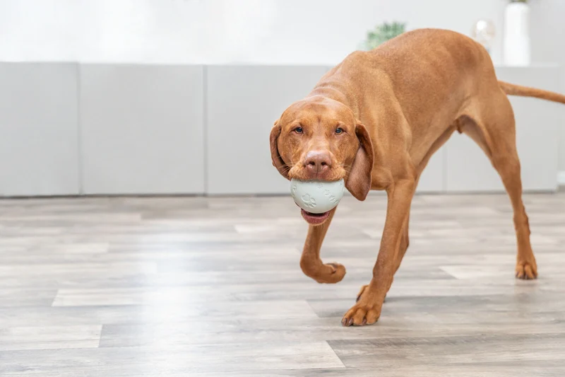 BALLE A FRIANDISES POUR CHIEN