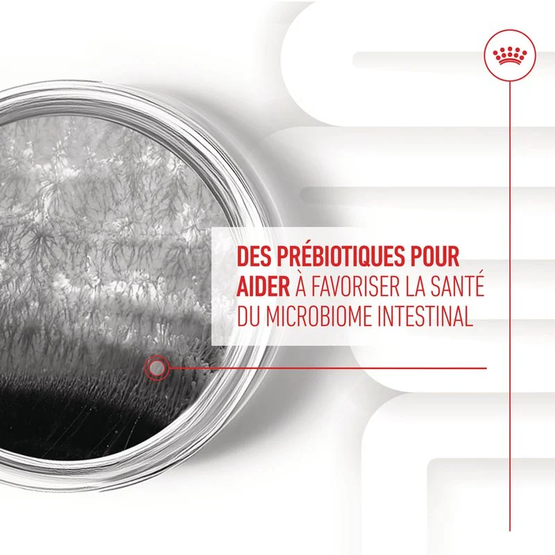 Aliment complémentaire Adult Digestion Chews chien