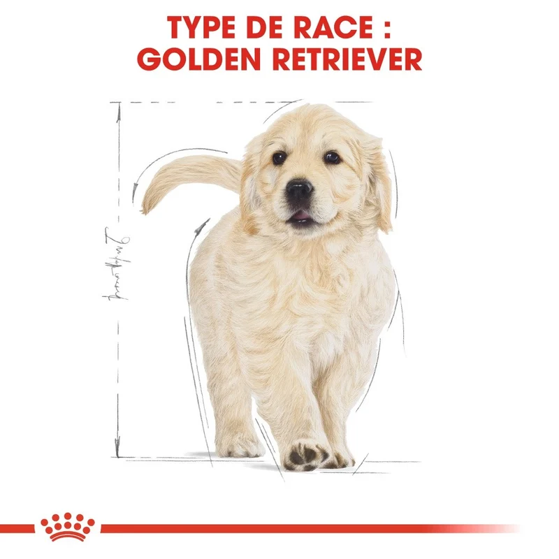 Royal Canin Golden Retriever Puppy - Croquettes pour chiot