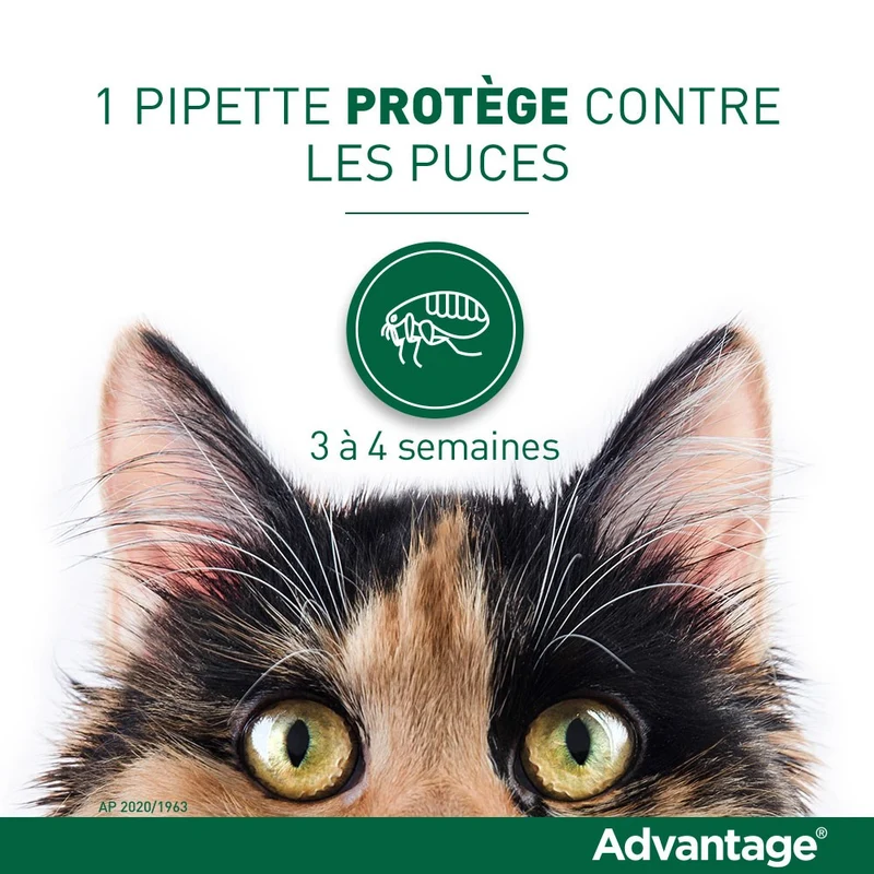 Pipettes Advantage chat, lapin