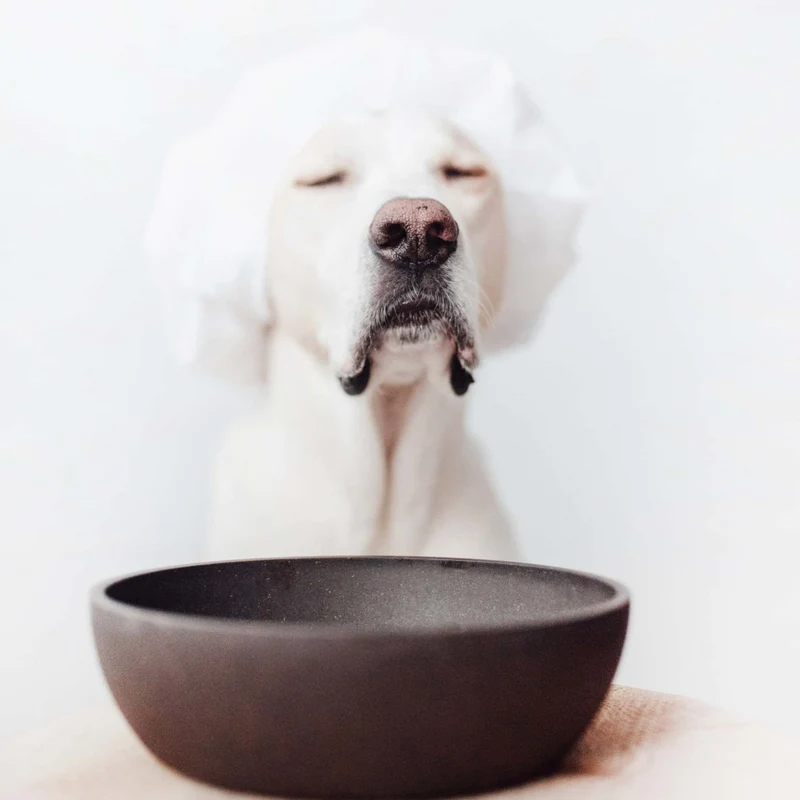 Gamelle Bamboo gris anthracite chien
