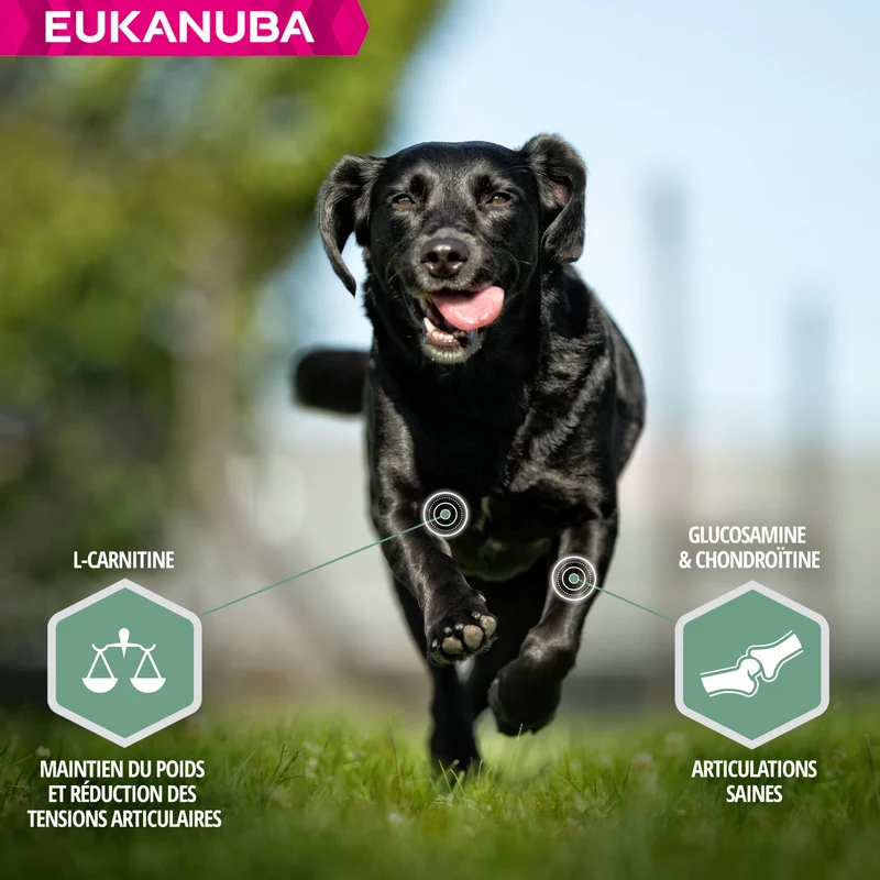 Eukanuba Daily Care Sensitive Joints - croquettes chien