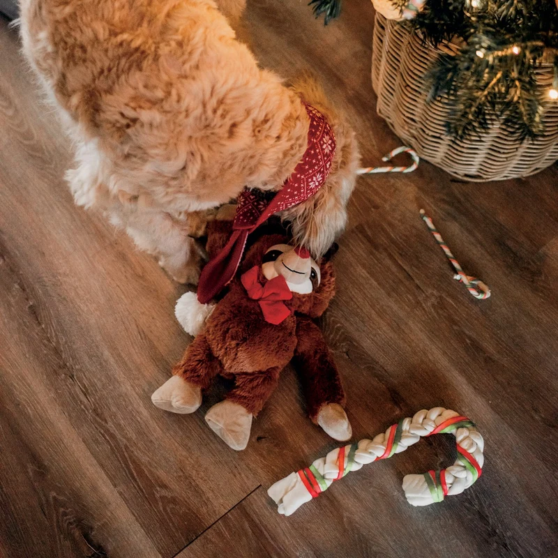 Canne de Noël chien