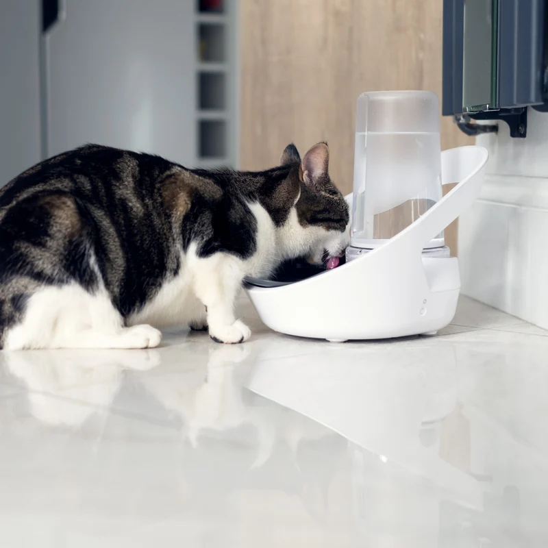 Distributeur d'eau Felaqua Connect chat