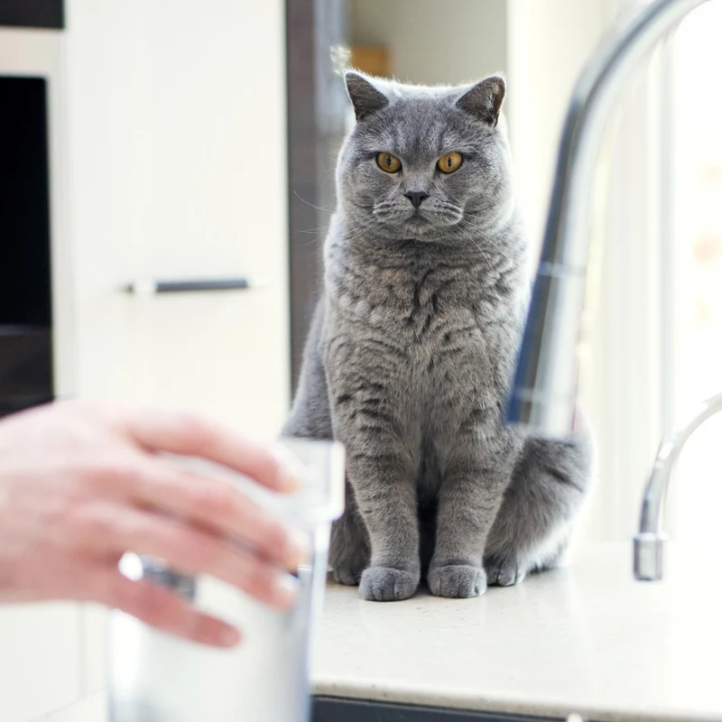 Distributeur d'eau Felaqua Connect chat