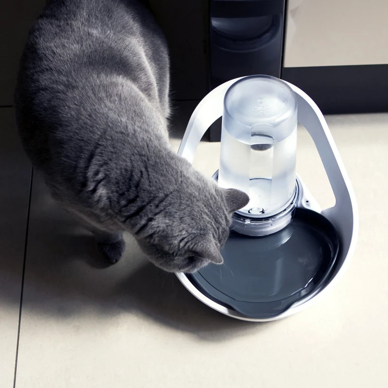 Distributeur d'eau Felaqua Connect chat