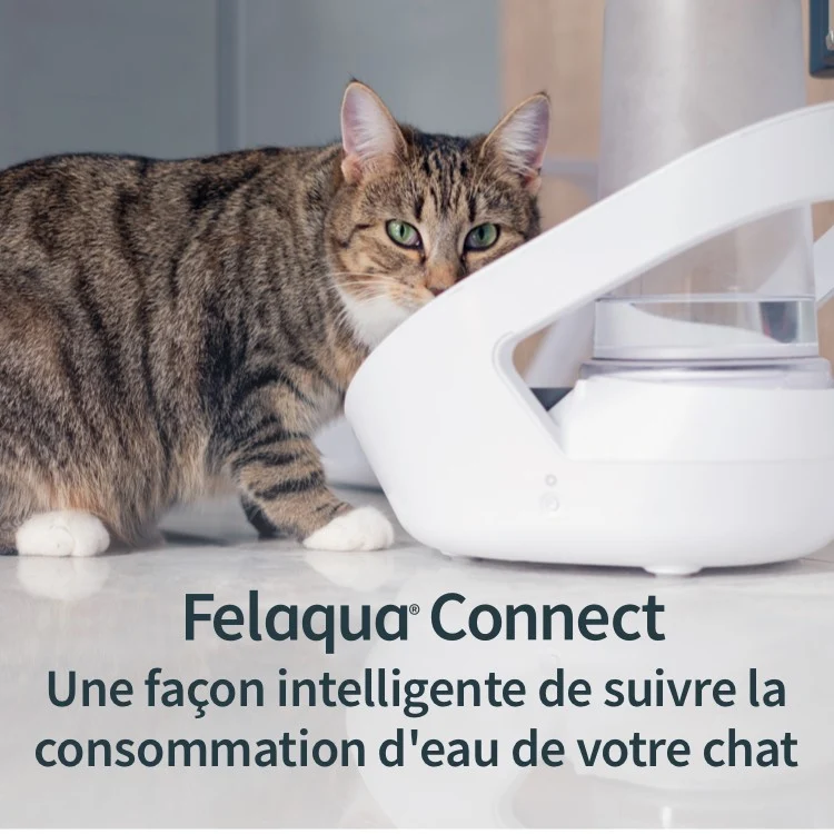 Distributeur d'eau Felaqua Connect chat