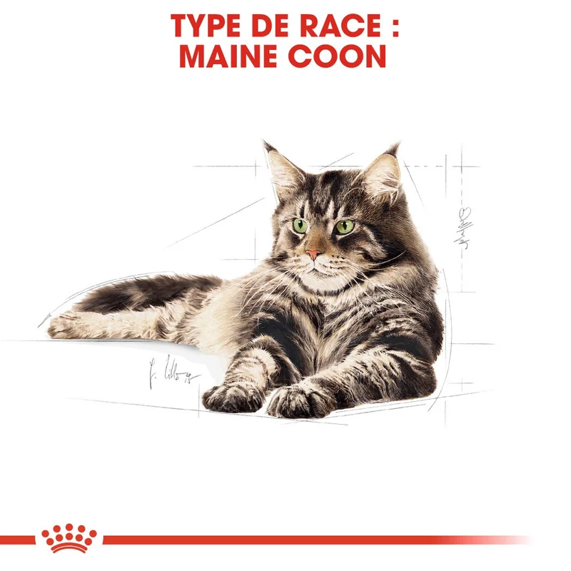 Royal Canin Maine Coon Adult - pâtée chat