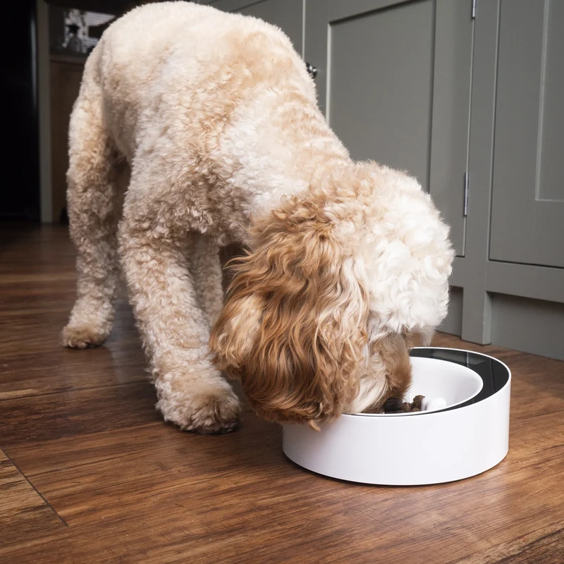Gamelle balance anti-glouton Easy Weigh chien