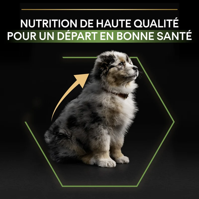 PRO PLAN Healthy Start Medium Puppy au Poulet - Croquettes pour chien
