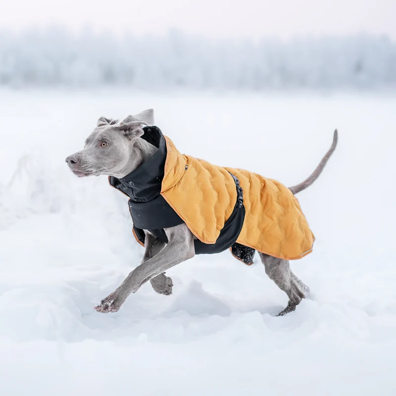 Doudoune pour chien