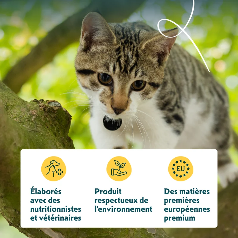 Yarrah sticks à mâcher Bio chat