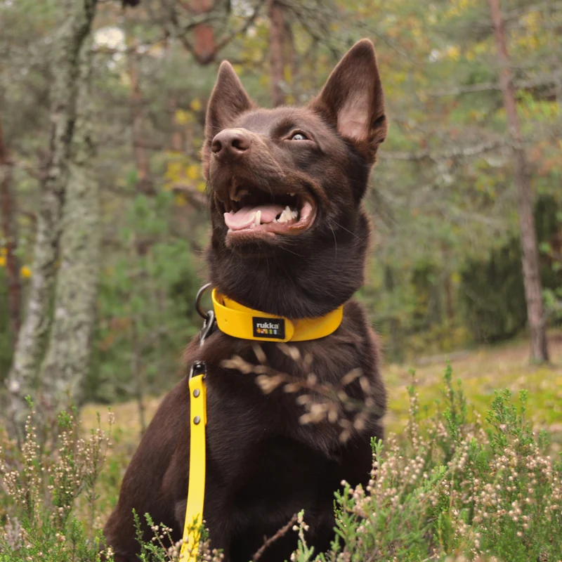 Collier et laisse Biodipro