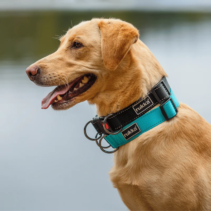 Collier + Laisse noir