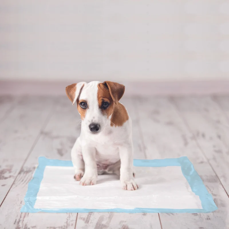 Tapis d’éducation chiot