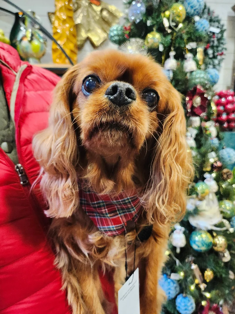 Bandana écossais pour chien – B de Bruno