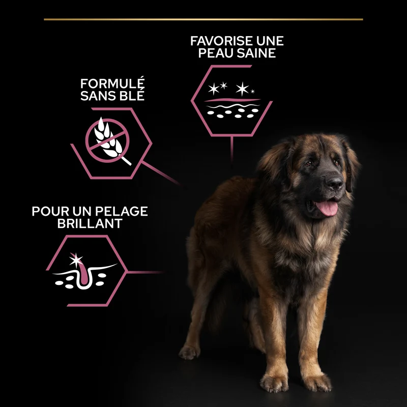 Pro Plan Sensitive Skin Large Robust Adult au saumon - croquettes chien