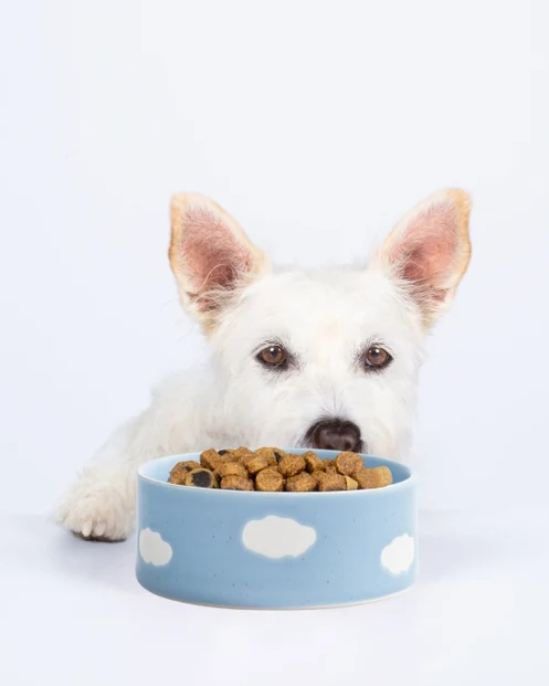 Bol Cloud pour chien en grès artisanal – Egg Back Home