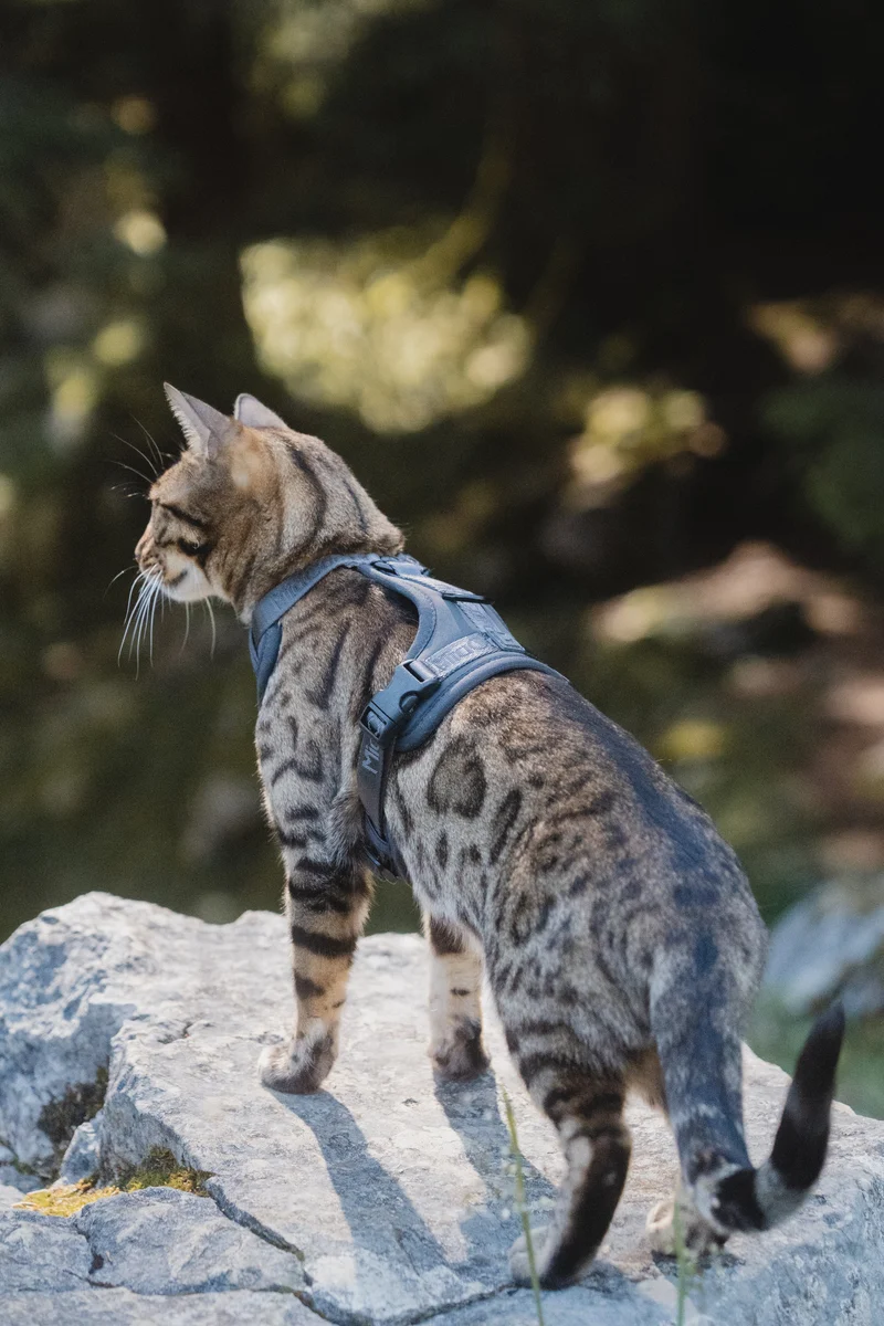 Harnais pour chat Miacara Modena avec laisse