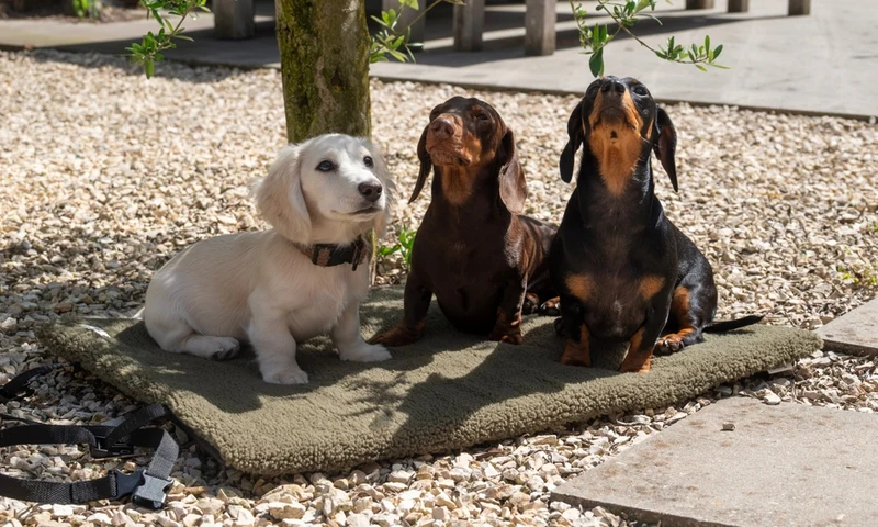 Travel Dog Bed Olive – Tapis de voyage pour chien Trimmi