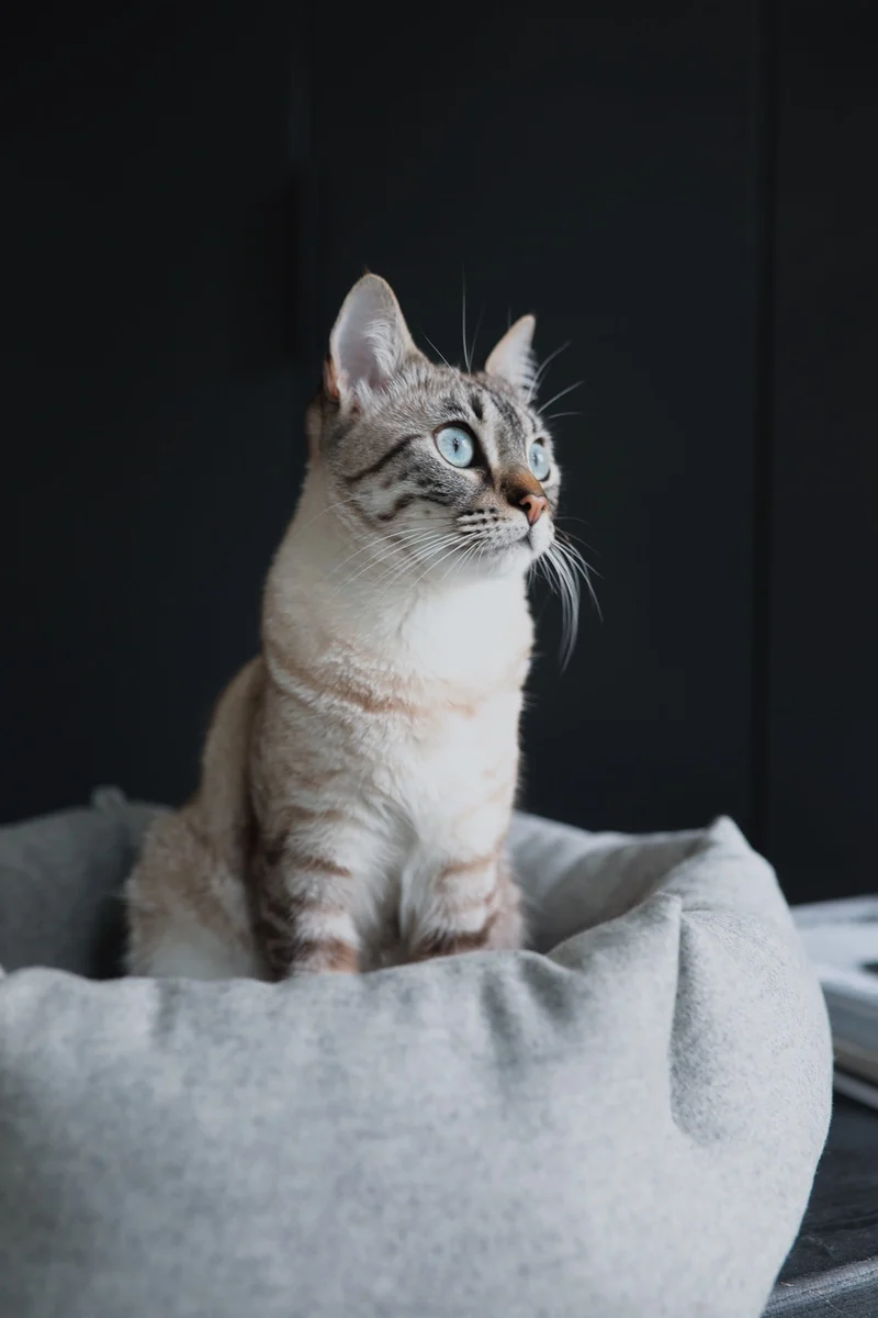 Panier douillet hexagonal Calma pour chat