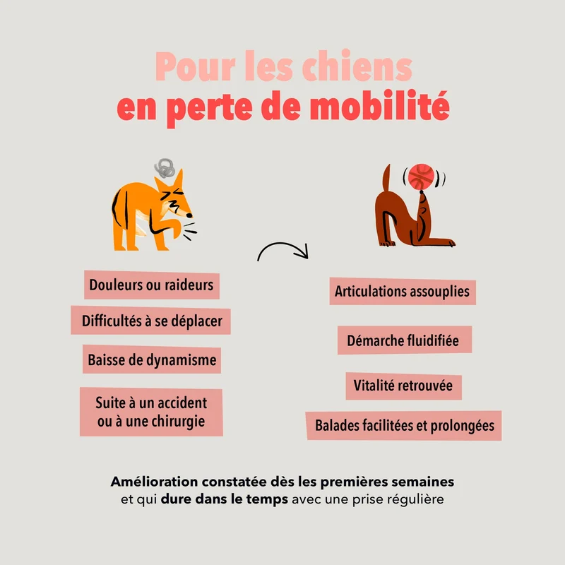 Bouchées Delamour Articulations