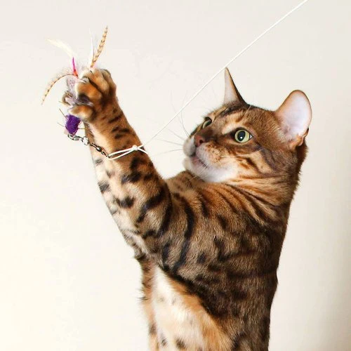 Jouet interchangeable pour canne Purrs Locust (criquet)