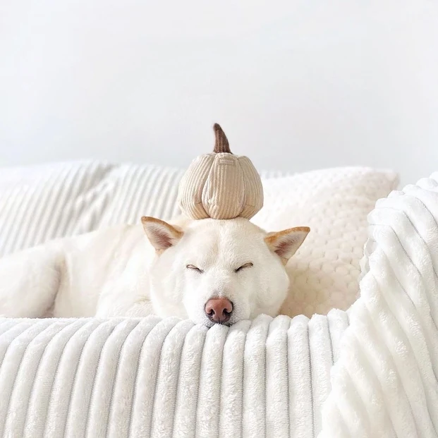 Jouet pour chien de fouille citrouille Boo