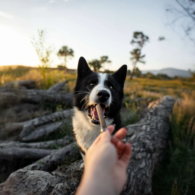 Fish Treats