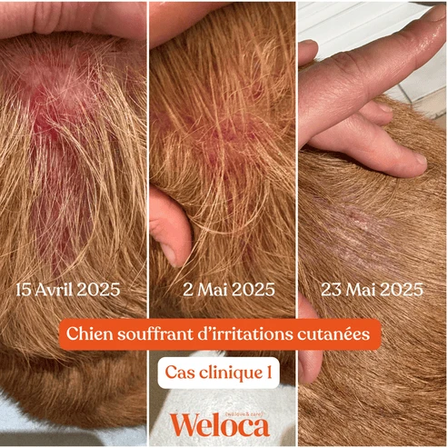 Bouchées anti-démangeaison Weloca