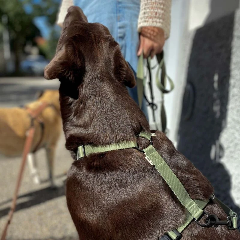 Harnais chien recyclé Boop the Snoop