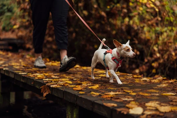 Harnais Léger pour Chien Hi & Light™ – Ajustable et Minimaliste