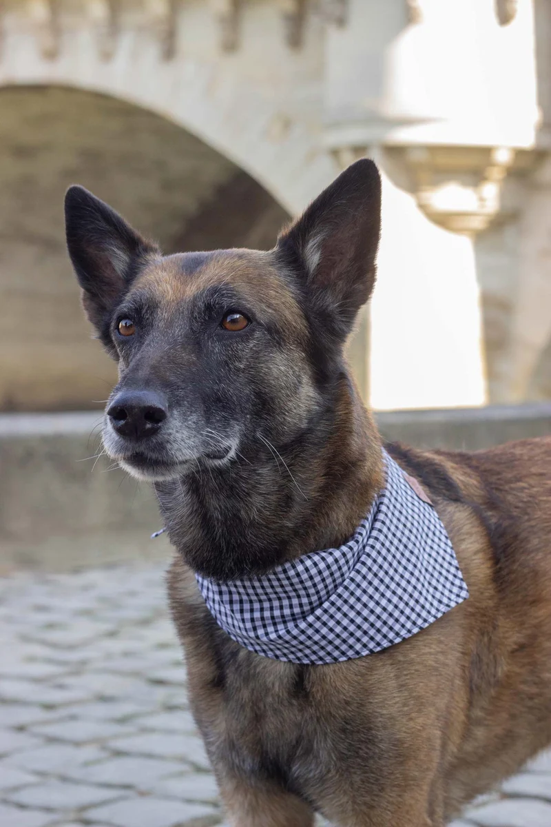 Bandana chien vichy noir et blanc Madrague – Atelier Markiz