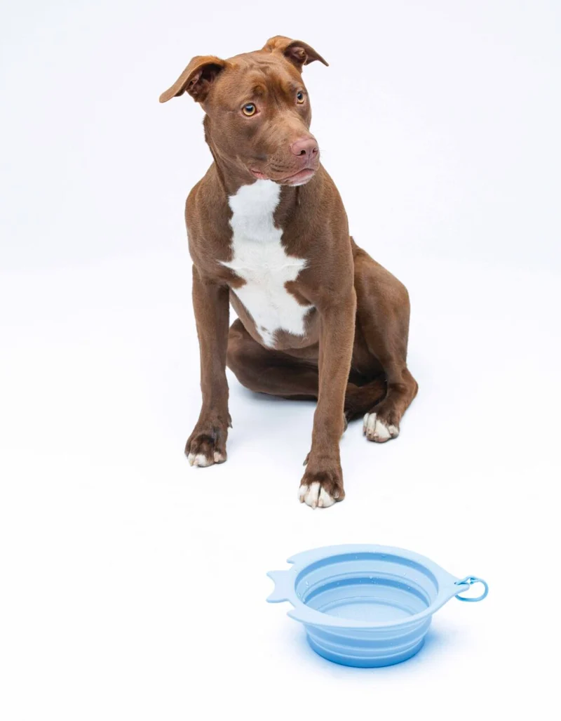 Gamelle de voyage pliable pour grand chien – Fish Bowl United Pets