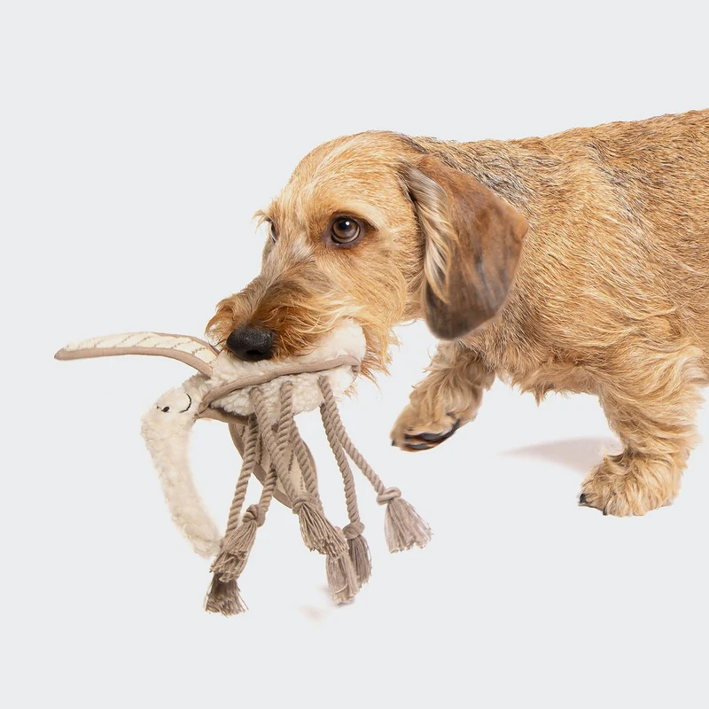 Mosquito Momo – Jouet sensoriel résistant pour chien