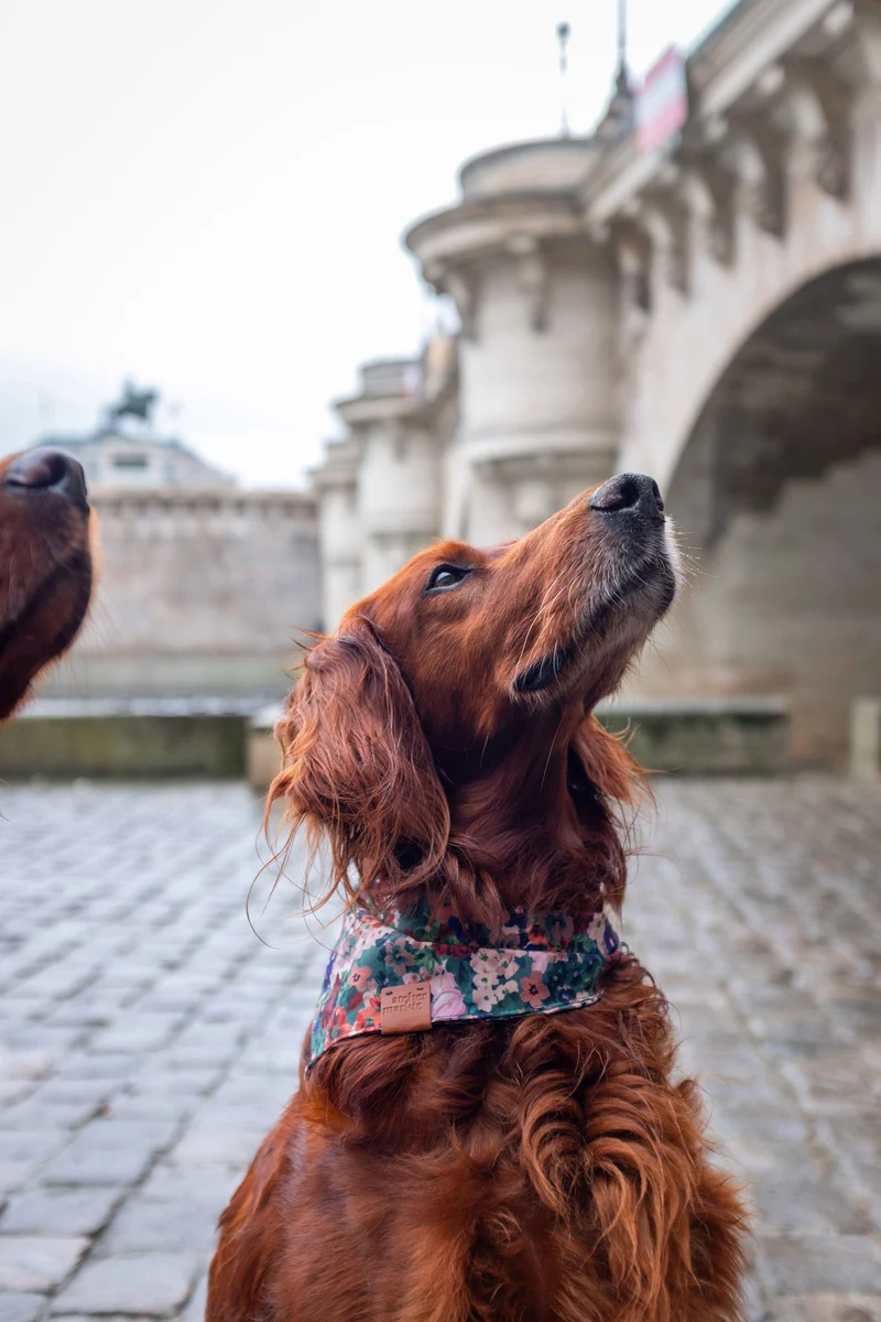 Bandana Scarlett pour chien Atelier Markiz