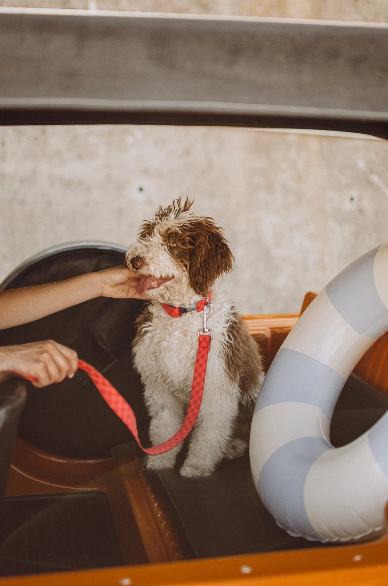 Laisse pour chien Granada