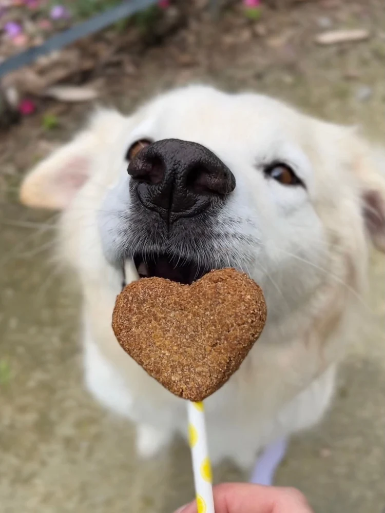 Sucettes de Biscuits en Forme de Cœur Belfos Pet Bakery