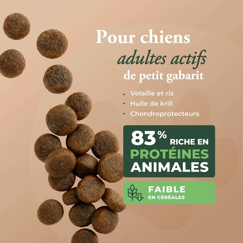 ADULT CHICKEN MINI