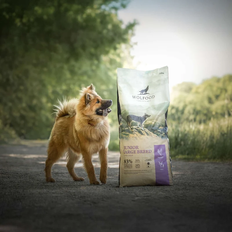 JUNIOR LARGE BREED