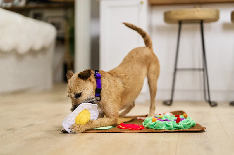 Tapis de Fouille pour Chien "Savory Sunrise"
