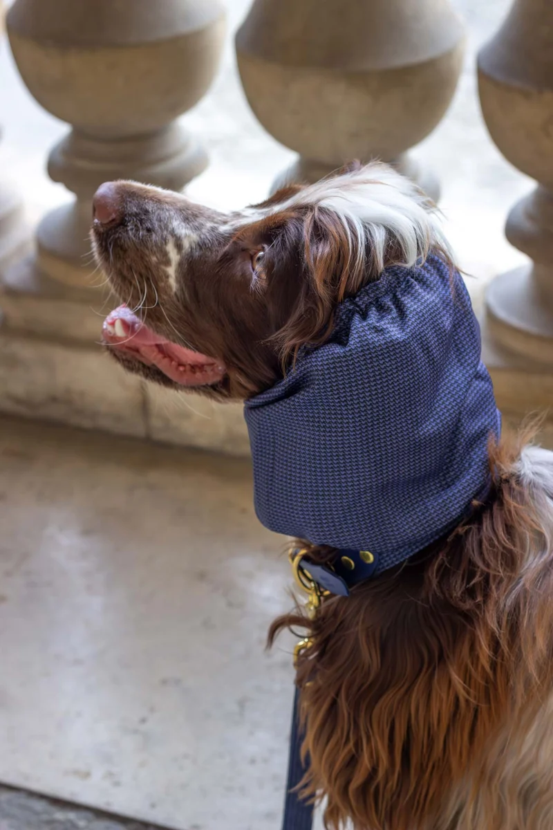 Snood Protecteur pour Chiens à Oreilles Longues