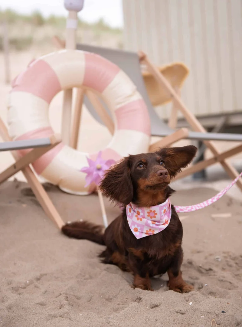 Bandanas pour chien colorés