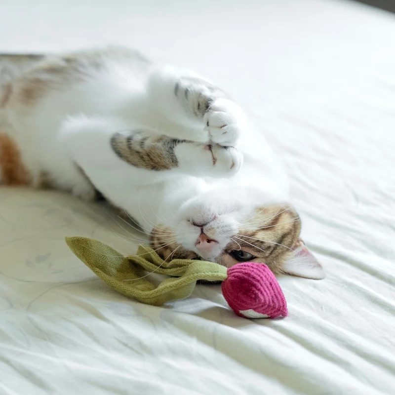 Jouets pour chat à la cataire radis
