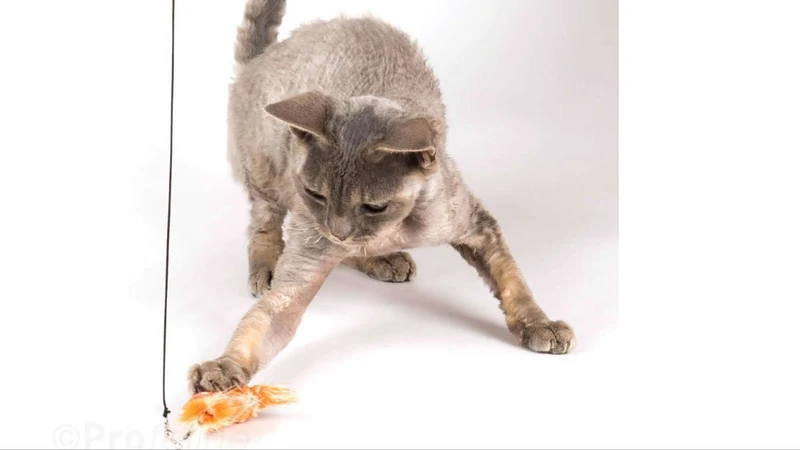 Jouet Crevette interchangeable pour canne Purrs Poursuit
