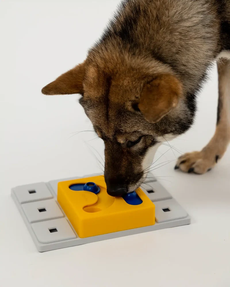 Jeu d'occupation et modules pour chien